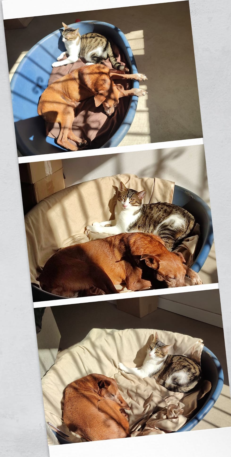 Perro y gato durmiendo juntos al sol